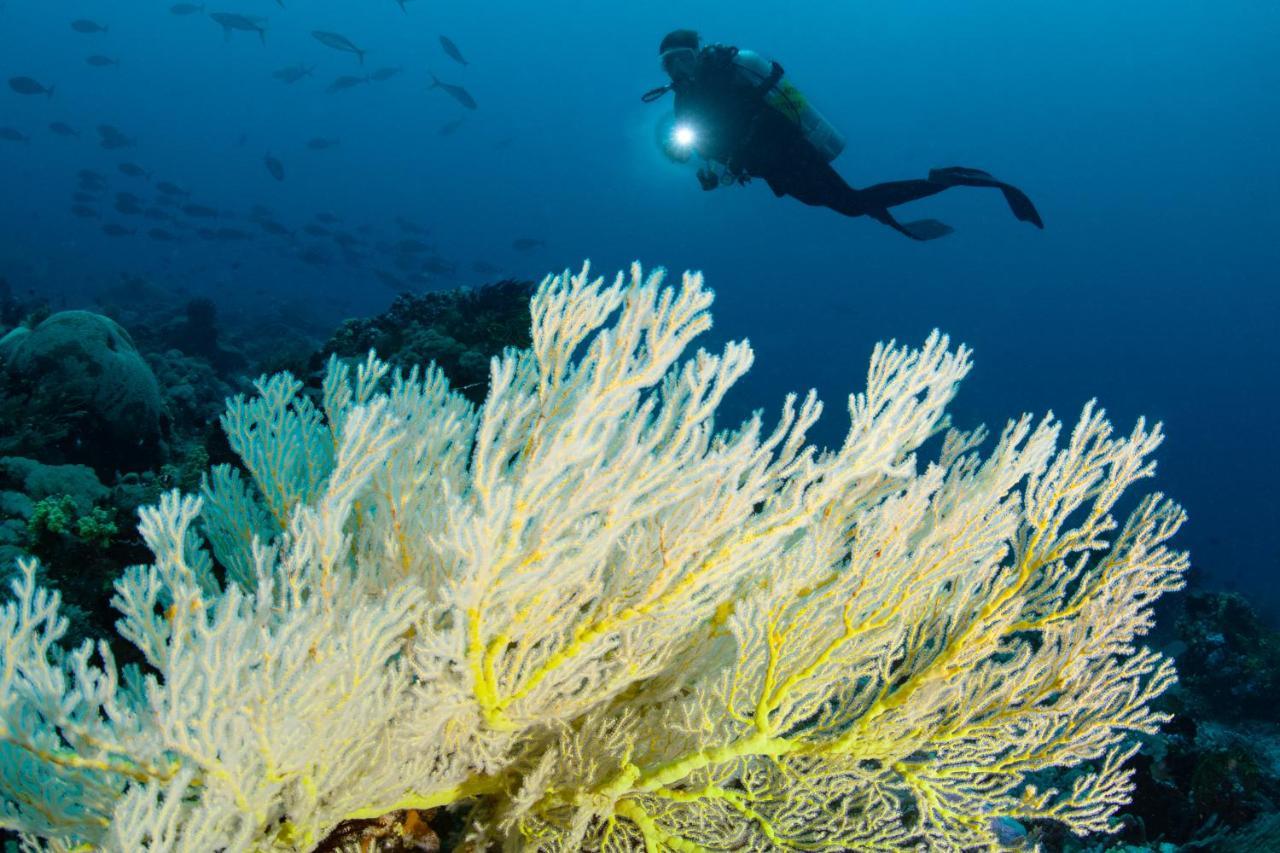 Metita Beach & Dive Resort Daruba エクステリア 写真